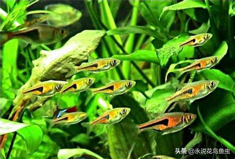 超好養的魚|【超好養的魚】初學者必看！6款超好養的魚打造療癒。